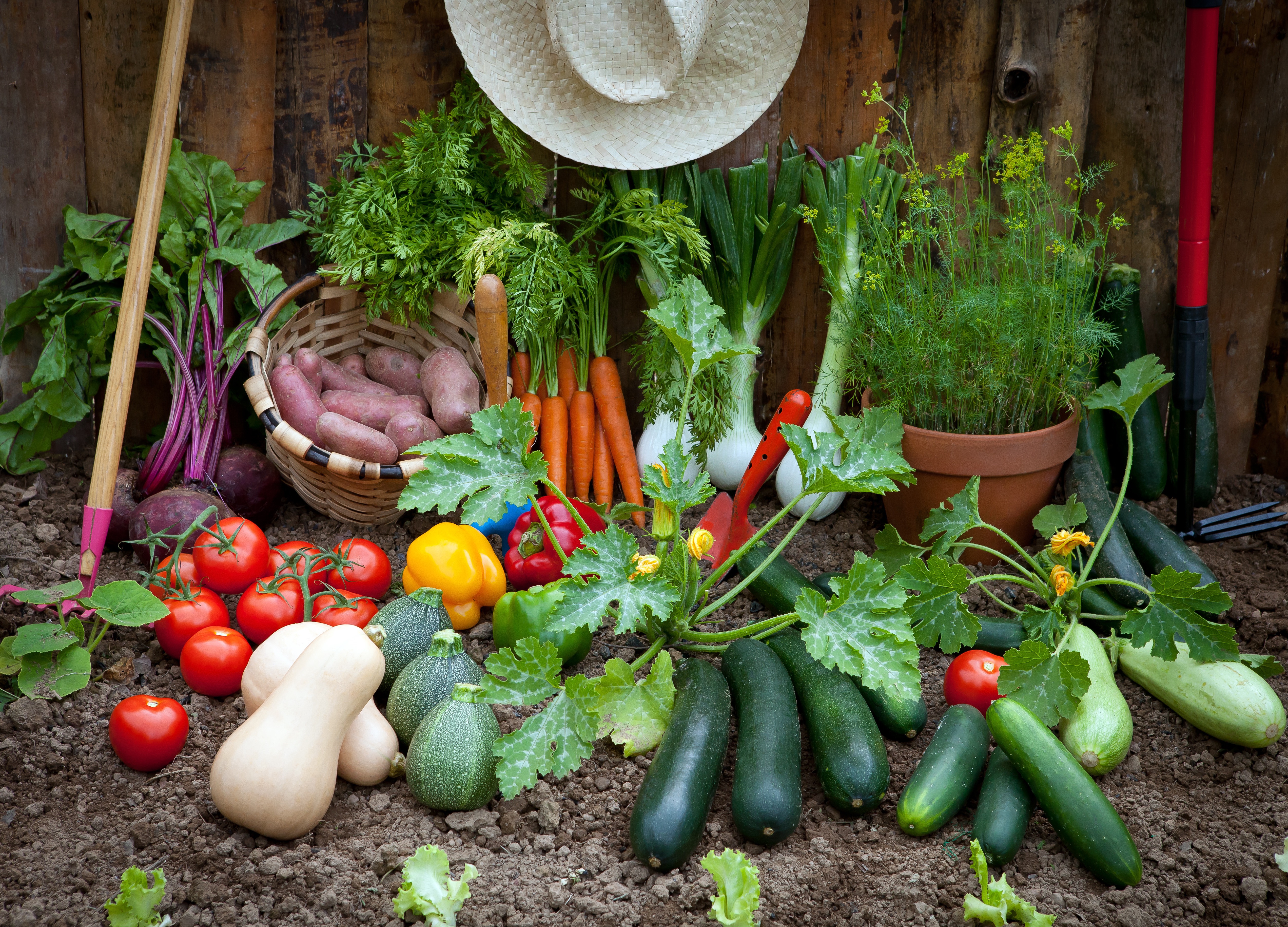 basics-for-planting-a-vegetable-garden-backyard-riches