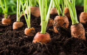 Learn What The Top 5 Easiest Vegetables to Grow Are.