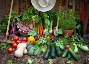 Planting a Vegetable Garden, 101, tips, steps