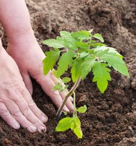 How To Plant And Grow Your Own Vegetables.