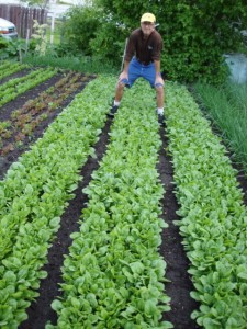 SPIN photo Wally straddling spinach beds