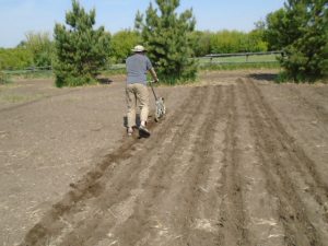 SF photo blog fava 3 planting