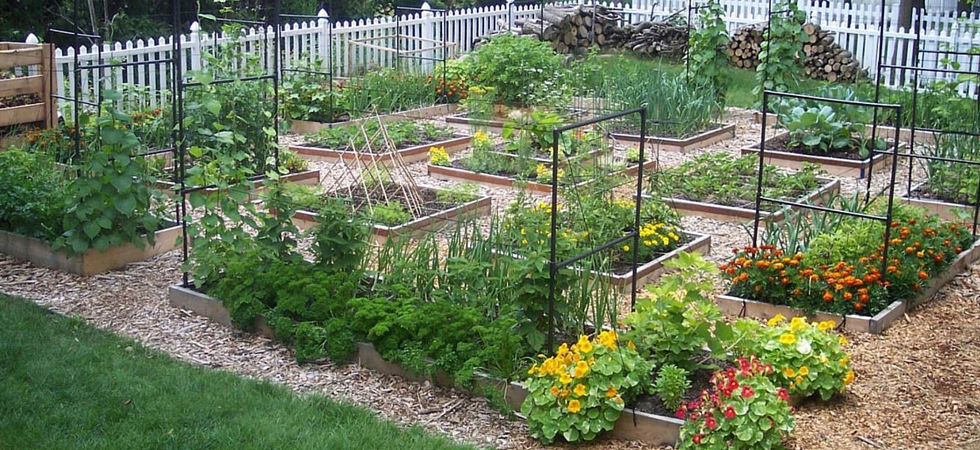 sf-photo-square-foot-garden